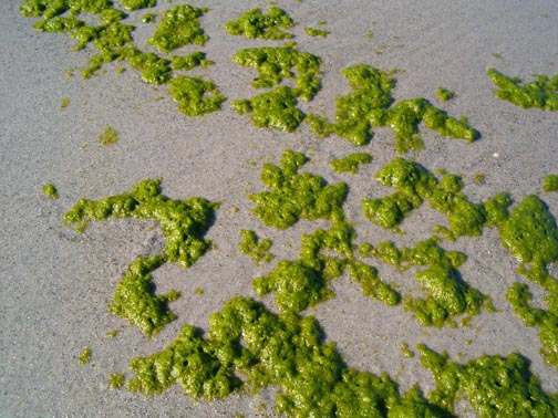 Carters Beach Green Algae