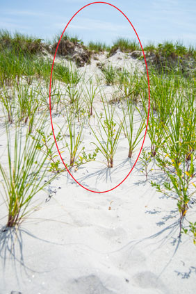 Foot traffic causing damge to dunes at Carter's Beach
